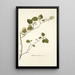 Solanum coccineum - Nikolaus Joseph Freiherr von Jacquin — gerahmtes Bild an der Wand
