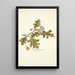 Solanum fuscatum - Nikolaus Joseph Freiherr von Jacquin — gerahmtes Bild an der Wand
