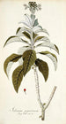 Solanum giganteum - Nikolaus Joseph Freiherr von Jacquin — Ansicht des Kunstwerks
