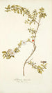 Solanum lycioides - Nikolaus Joseph Freiherr von Jacquin — Ansicht des Kunstwerks
