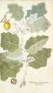Solanum marginatum - Nikolaus Joseph Freiherr von Jacquin — Ansicht des Kunstwerks
