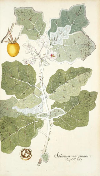 Nikolaus Joseph Freiherr von Jacquin - Solanum marginatum.webp