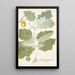 Solanum marginatum - Nikolaus Joseph Freiherr von Jacquin — gerahmtes Bild an der Wand