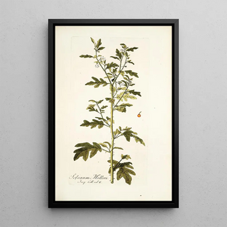 Nikolaus Joseph Freiherr von Jacquin - Solanum milleri.webp