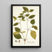 Solanum nodiflorum - Nikolaus Joseph Freiherr von Jacquin — gerahmtes Bild an der Wand