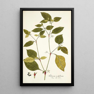 Nikolaus Joseph Freiherr von Jacquin - Solanum nodiflorum.webp