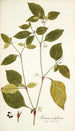 Solanum nodiflorum - Nikolaus Joseph Freiherr von Jacquin — Ansicht des Kunstwerks
