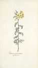 Solanum peruvianum - Nikolaus Joseph Freiherr von Jacquin — Ansicht des Kunstwerks