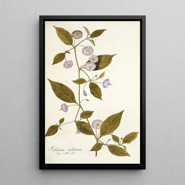 Solanum stellatum - Nikolaus Joseph Freiherr von Jacquin — gerahmtes Bild an der Wand