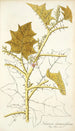 Solanum stramonifolium - Nikolaus Joseph Freiherr von Jacquin — Ansicht des Kunstwerks