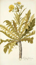 Sonchus fruticosus - Nikolaus Joseph Freiherr von Jacquin — Ansicht des Kunstwerks