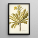 Sonchus fruticosus - Nikolaus Joseph Freiherr von Jacquin — gerahmtes Bild an der Wand