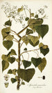 Spananthe paniculata - Nikolaus Joseph Freiherr von Jacquin — Ansicht des Kunstwerks