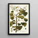 Spananthe paniculata - Nikolaus Joseph Freiherr von Jacquin — gerahmtes Bild an der Wand