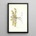 Spartium decumbens - Nikolaus Joseph Freiherr von Jacquin — gerahmtes Bild an der Wand