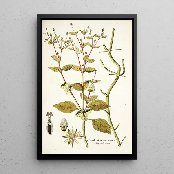 Spilanthus exasperata - Nikolaus Joseph Freiherr von Jacquin — gerahmtes Bild an der Wand