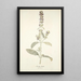 Stachys lanata - Nikolaus Joseph Freiherr von Jacquin — gerahmtes Bild an der Wand