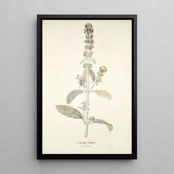 Stachys lanata - Nikolaus Joseph Freiherr von Jacquin — gerahmtes Bild an der Wand