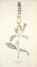 Stachys lanata - Nikolaus Joseph Freiherr von Jacquin — Ansicht des Kunstwerks
