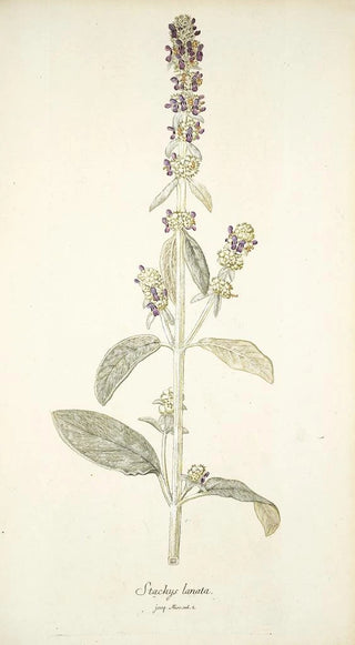 Nikolaus Joseph Freiherr von Jacquin - Stachys lanata.webp