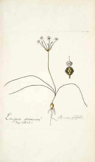 Nikolaus Joseph Freiherr von Jacquin - Strumaria filifolia.webp