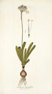 Strumaria linguaefolia - Nikolaus Joseph Freiherr von Jacquin — Ansicht des Kunstwerks