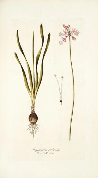 Nikolaus Joseph Freiherr von Jacquin - Strumaria rubella.webp