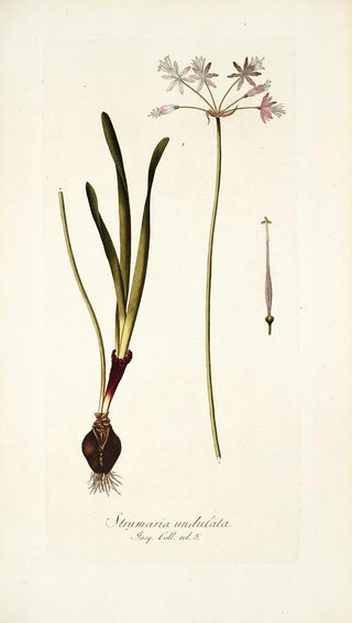 Nikolaus Joseph Freiherr von Jacquin - Strumaria undulata.webp