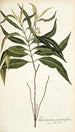 Tabernaemontana persicariaefolia - Nikolaus Joseph Freiherr von Jacquin — Ansicht des Kunstwerks