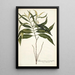 Tabernaemontana persicariaefolia - Nikolaus Joseph Freiherr von Jacquin — gerahmtes Bild an der Wand