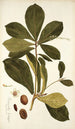 Terminalia catappa - Nikolaus Joseph Freiherr von Jacquin — Ansicht des Kunstwerks