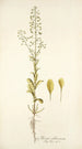 Thlaspi alliaceum - Nikolaus Joseph Freiherr von Jacquin — Ansicht des Kunstwerks