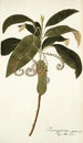 Tournefortia cymosa - Nikolaus Joseph Freiherr von Jacquin — Ansicht des Kunstwerks