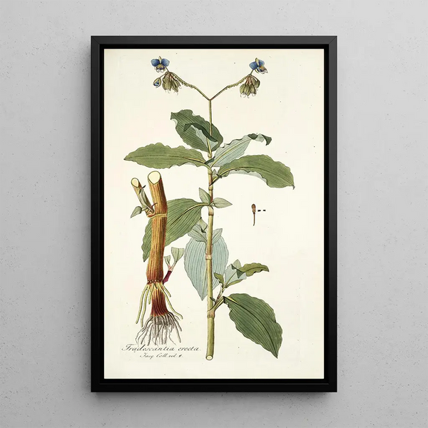 Tradescantia erecta - Nikolaus Joseph Freiherr von Jacquin — gerahmtes Bild an der Wand
