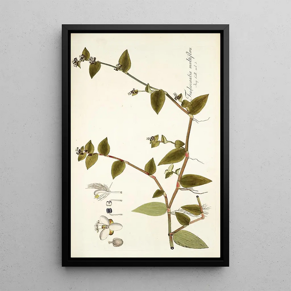 Tradescantia multiflora - Nikolaus Joseph Freiherr von Jacquin — gerahmtes Bild an der Wand