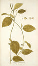 Tragia involucrata - Nikolaus Joseph Freiherr von Jacquin — Ansicht des Kunstwerks