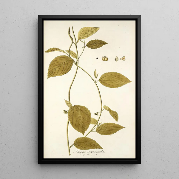 Tragia involucrata - Nikolaus Joseph Freiherr von Jacquin — gerahmtes Bild an der Wand
