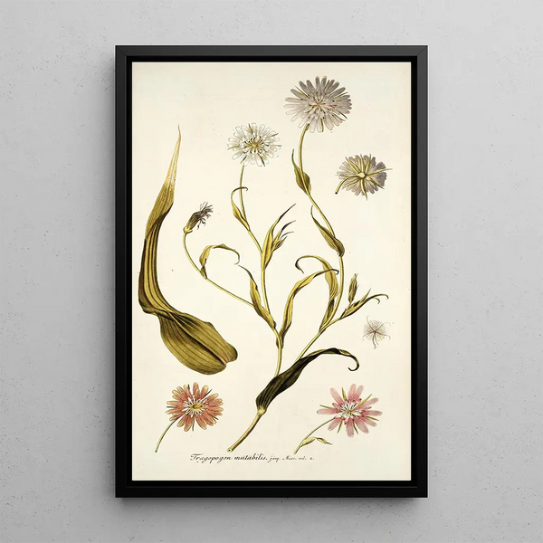 Tragopogon mutabilis - Nikolaus Joseph Freiherr von Jacquin — gerahmtes Bild an der Wand
