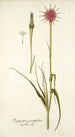 Tragopogon porrifolius - Nikolaus Joseph Freiherr von Jacquin — Ansicht des Kunstwerks