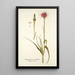 Tragopogon porrifolius - Nikolaus Joseph Freiherr von Jacquin — gerahmtes Bild an der Wand