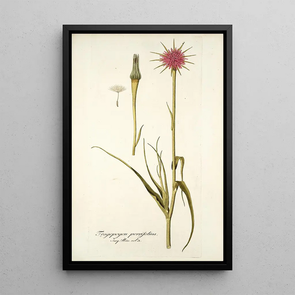 Tragopogon porrifolius - Nikolaus Joseph Freiherr von Jacquin — gerahmtes Bild an der Wand