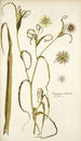 Tragopogon undulatus - Nikolaus Joseph Freiherr von Jacquin — Ansicht des Kunstwerks