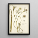 Tragopogon undulatus - Nikolaus Joseph Freiherr von Jacquin — gerahmtes Bild an der Wand
