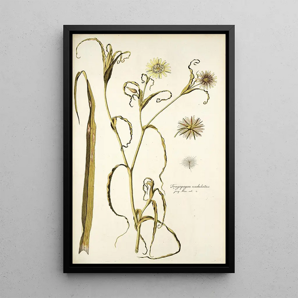 Tragopogon undulatus - Nikolaus Joseph Freiherr von Jacquin — gerahmtes Bild an der Wand