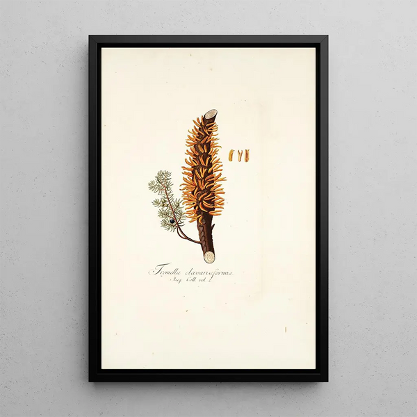 Tremella clavariaeformis - Nikolaus Joseph Freiherr von Jacquin — gerahmtes Bild an der Wand