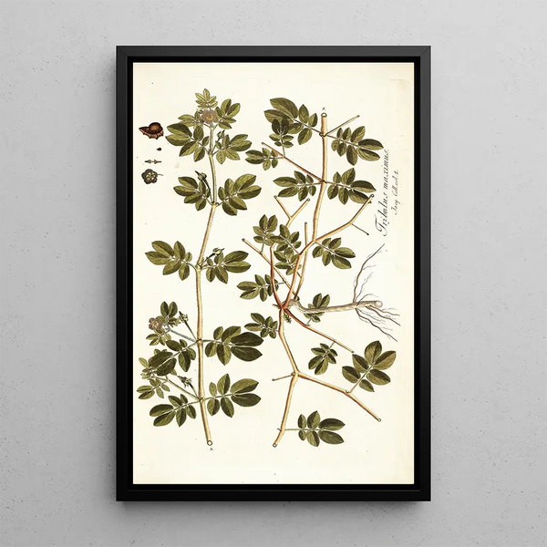 Tribulus maximus - Nikolaus Joseph Freiherr von Jacquin — gerahmtes Bild an der Wand