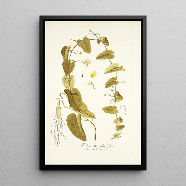 Trichosanthes foetidissima - Nikolaus Joseph Freiherr von Jacquin — gerahmtes Bild an der Wand