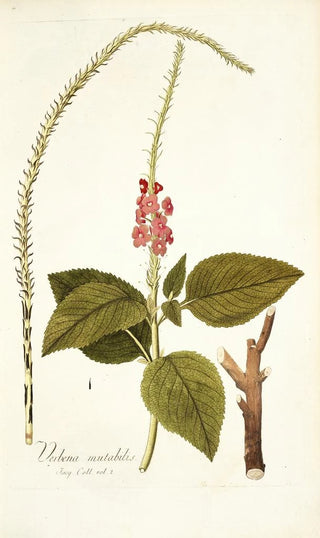 Nikolaus Joseph Freiherr von Jacquin - Verbena mutabilis.webp