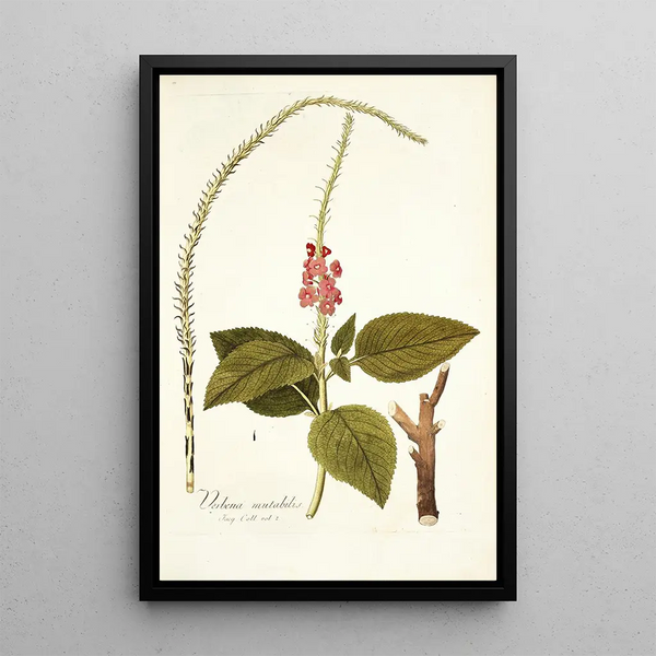 Verbena mutabilis - Nikolaus Joseph Freiherr von Jacquin — gerahmtes Bild an der Wand