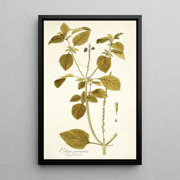 Verbena prismatica - Nikolaus Joseph Freiherr von Jacquin — gerahmtes Bild an der Wand
